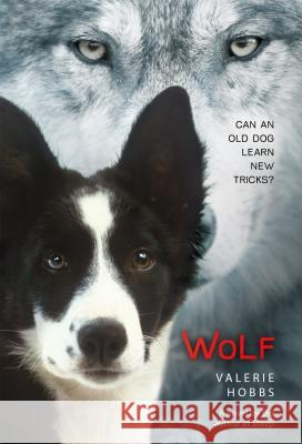 Wolf Valerie Hobbs 9781250073341 Square Fish - książka