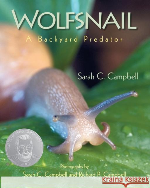 Wolfsnail: A Backyard Predator Sarah C. Campbell Sarah C. Campbell Richard P. Campbell 9781635928365 Boyds Mills Press - książka