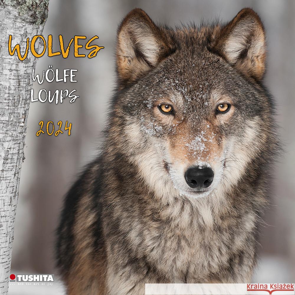 Wolves 2024  9783959292566 Tushita - książka