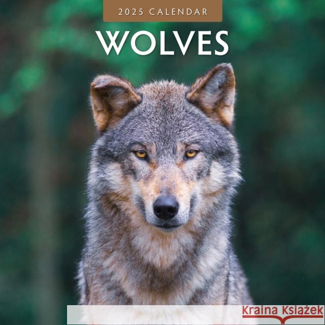 Wolves 2025 Square Wall Calendar Red Robin 9781804424148 Red Robin Publishing Ltd. - książka