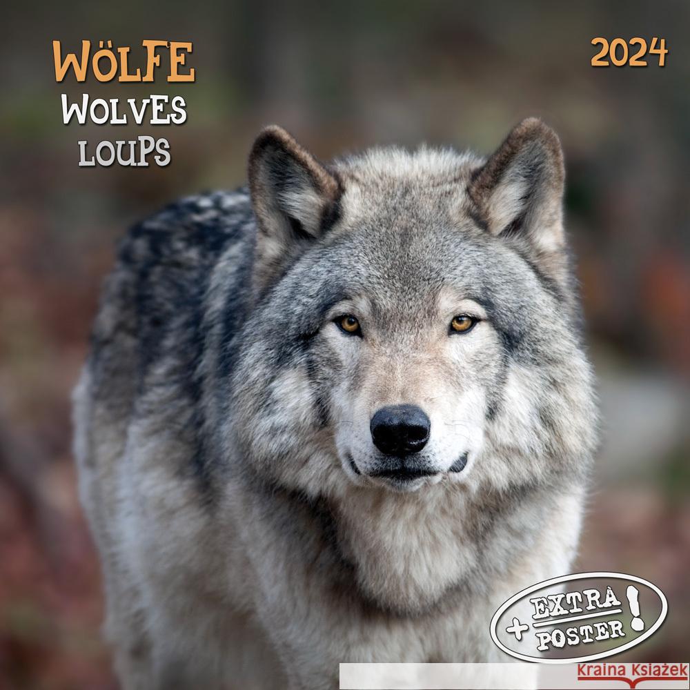 Wolves/Wölfe 2024  9783959293396 Tushita - książka