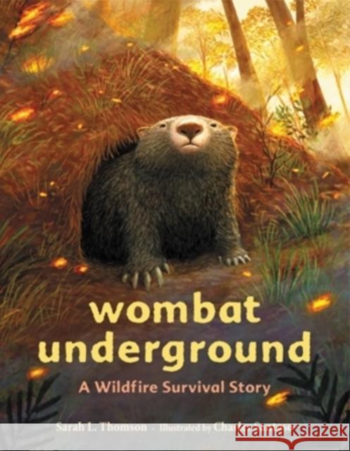 Wombat Underground: A Wildfire Survival Story Sarah L. Thomson Charles Santoso 9780316707060 Little, Brown Books for Young Readers - książka