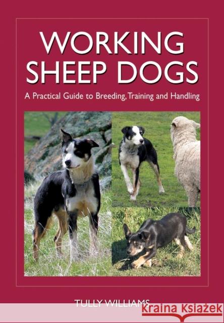 Working Sheep Dogs: A Practical Guide to Breeding, Training and Handling Williams, Tully 9780643093430 CSIRO Publishing - książka