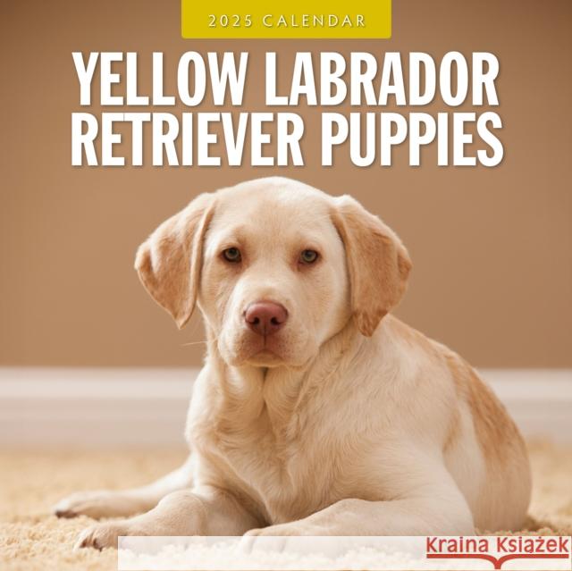 Yellow Labrador Retriever Puppies 2025 Square Wall Calendar Red Robin 9781804425275 Red Robin Publishing Ltd. - książka