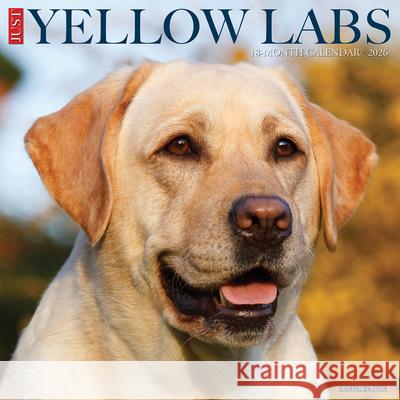 Yellow Labs 2026 12 X 12 Wall Calendar Willow Creek Press 9781549253355 Wlcp - książka