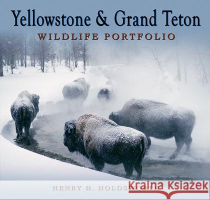 Yellowstone & Grand Teton Wildlife Portfolio (Sc) Dennis Linnehan 9781560378020 Farcountry Press - książka