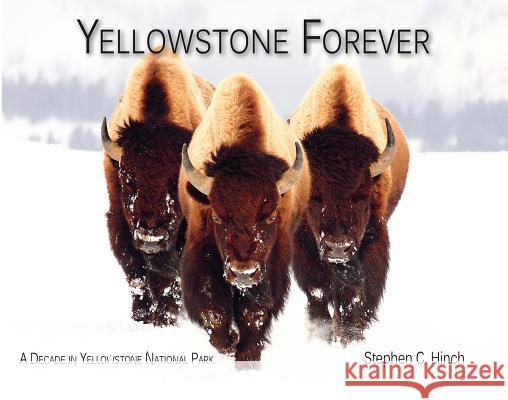 Yellowstone Forever: A Decade in Yellowstone National Park Stephen C. Hinch 9781591521693 Steve Hinch - książka