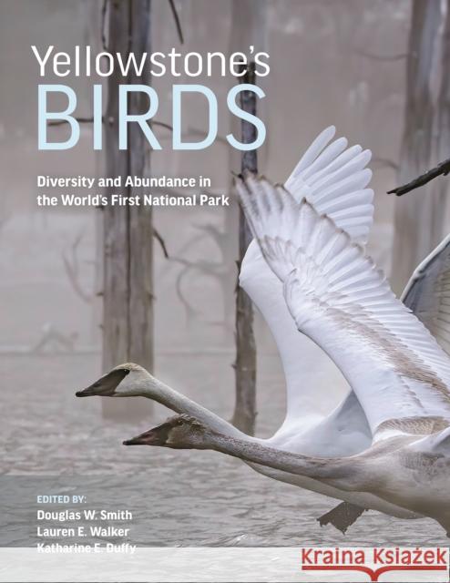 Yellowstone's Birds  9780691217833 Princeton University Press - książka