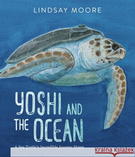 Yoshi and the Ocean: A Sea Turtle's Incredible Journey Home Moore, Lindsay 9780063060982 Greenwillow Books - książka