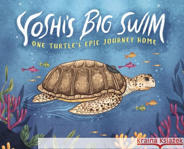 Yoshi's Big Swim: One Turtle's Epic Journey Home Mary Wagley Copp 9781398250406 Capstone Global Library Ltd - książka