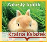 Zakrslý králík Monika Weglerová 9788075410856 Vašut - książka