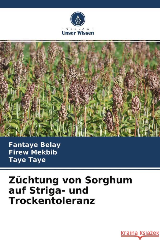 Züchtung von Sorghum auf Striga- und Trockentoleranz Belay, Fantaye, Mekbib, Firew, Taye, Taye 9786204237398 Verlag Unser Wissen - książka