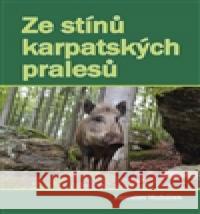Ze stínů karpatských pralesů Jaroslav Hubálek 9788074971273 Akcent - książka