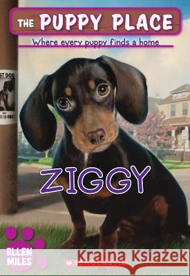 Ziggy (the Puppy Place #21) Miles, Ellen 9780545253956 Scholastic Paperbacks - książka