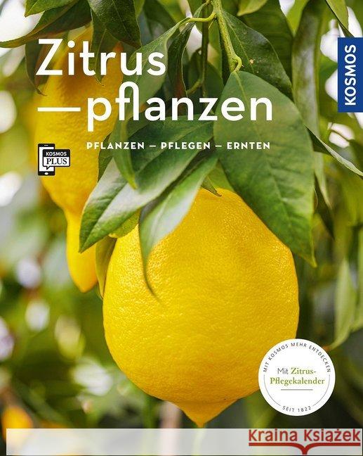 Zitruspflanzen : gestalten - pflanzen - ernten Große Holtforth, Dominik 9783440167298 Kosmos (Franckh-Kosmos) - książka