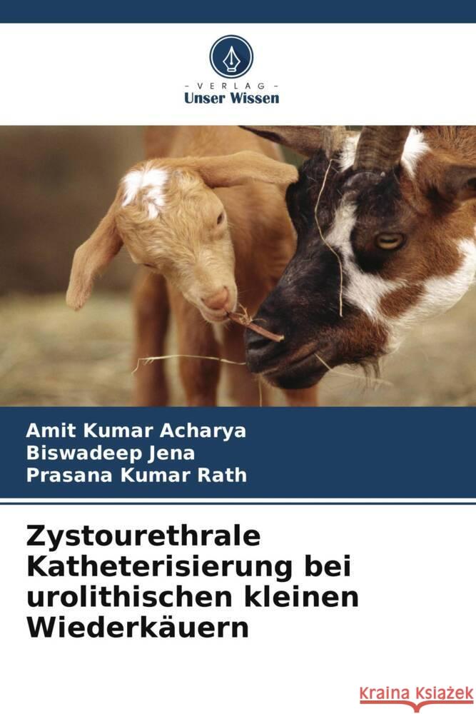 Zystourethrale Katheterisierung bei urolithischen kleinen Wiederkäuern Acharya, Amit Kumar, Jena, Biswadeep, Kumar Rath, Prasana 9786204933764 Verlag Unser Wissen - książka